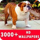 Bulldog Live Wallpapers HD APK