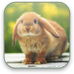 Bunny Free Video Wallpaper