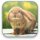 Bunny Free Video Wallpaper icône
