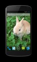 Bunny Free Video Wallpaper Affiche