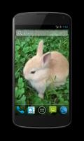 Bunny Free Video Wallpaper capture d'écran 3