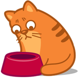 Cats Widget