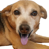 Feed the Cute Dog أيقونة