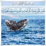 صور ايات قرانيه بتصاميم  جميله