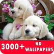 Golden Retriever Live Wallpapers HD