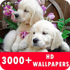 Golden Retriever Live Wallpapers HD icône