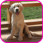 Retriever Video Wallpaper icono