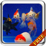 Ikan emas hidup wallpaper