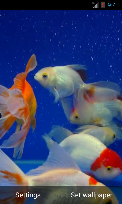 Gold Fish Video Live Wallpaper APK for Android – Download Gold Fish Video Live Wallpaper APK Latest Version from Gold Fish Video Live Wallpaper APK for Android – Download Gold Fish Video Live Wallpaper APK Latest Version from