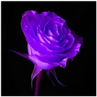 Lilac Roses أيقونة