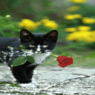 Cat With Rose Live Wallpaper icon