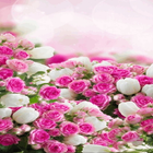 Beautiful Spring Flowers LWP icon