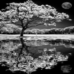 Reflective Black And White LWP