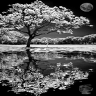 Reflective Black And White LWP иконка