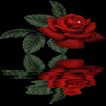 Reflective Red Rose Live Wallpaper