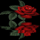 Reflective Red Rose Live Wallpaper APK