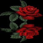 Reflective Red Rose Live Wallpaper icône