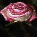 Pink Sparkle Rose LWP APK