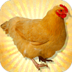 Chicken 3D Simulator APK