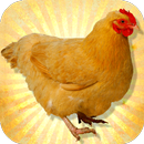 Chicken 3D Simulator APK