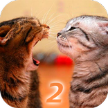 Ask Cat 2 Translator