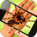 Spider on Hand Terrible joke APK