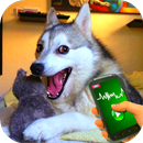 Tease Dogs Sounds Simulator APK