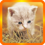 gatos videos graciosos