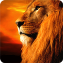 Lion Parallax LWP APK