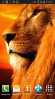 Lion In Sunset Magic FX Affiche