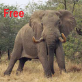 Animal Puzzle free