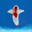 SlidePuzzle_AquaticLife APK