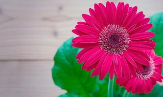 Memory Beautiful Flowers Cartaz