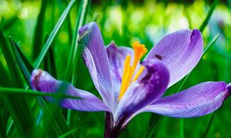 Memory Beautiful Flowers capture d'écran 1