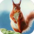 Squirrel HD Wallpapers