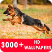 German Shepherd Live Wallpapers HD