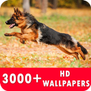 German Shepherd Live Wallpapers HD APK
