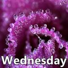 Wednesday simgesi