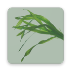 Bioreattore ad alghe أيقونة