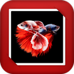 Aquarium Fish GIF Live Wallpaper