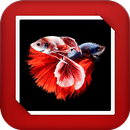 Aquarium Fish GIF Live Wallpaper APK