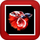 Aquarium Fish GIF Live Wallpaper icône