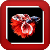 Aquarium Fish GIF Live Wallpaper icône