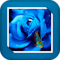 Blue Rose GIF Live Wallpaper