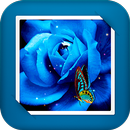 Blue Rose GIF Live Wallpaper APK