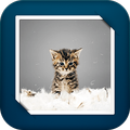 Cat Dancing GIF Live Wallpaper