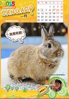 寵物寫真月曆 poster