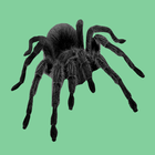 Spider on your hand joke 图标