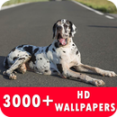 Great Dane Live Wallpapers HD APK
