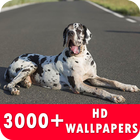 Great Dane Live Wallpapers HD icône